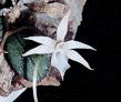 Aerangis punctata