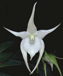 aggra1_0.gif