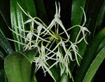 Bulb.sp