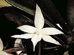Aergs.biloba