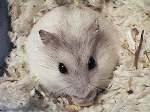 Ginger