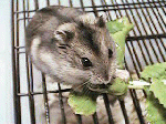 Chibisuke