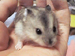 chibisuke2