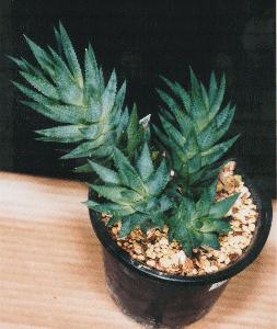 Haworthia glauca var glauce