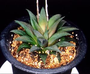 Haworthia venteri?