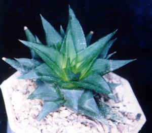 Haworthia tortuosa