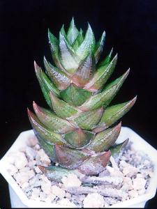Haworthia coarctata var. greenii