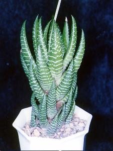 Haworthia coarctata var. greenii