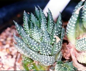 Haworthia coarctata var tenius