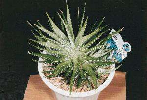 Haworthia No.7
