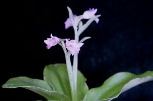 Aorchis cyclochila