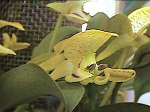 Bulbophyllum dearei