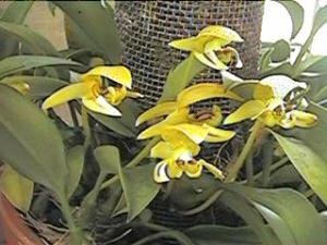 Bulbophyllum dearei