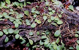 Bulbophyllum drymoglossum