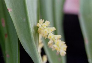 Bulbophyllum sp.#1
