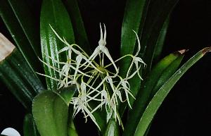 Bulbophyllum sp.#4