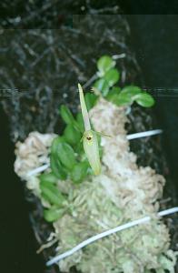 Barbosella australis(invoice)
