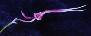 Cirrhopetalum biflorum