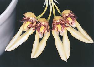 Cirrhopetalum boninense