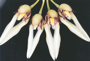 Cirrhopetalum boninense