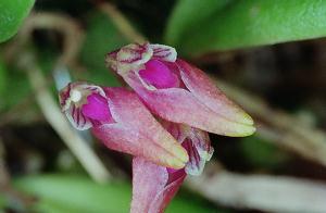 Cirrhopetalum japonicum
