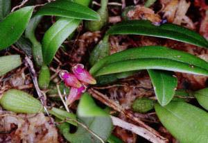 Cirrhopetalum japonicum