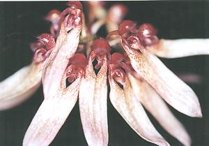 Cirrhopetalum longifolium(invoice)