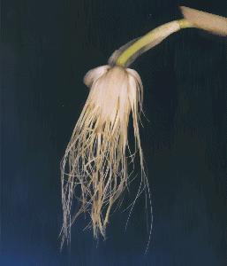 Cirrhopetalum medusae