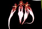 Cirrhopetalum putidum �~ Cirrhopetalum thouarsii