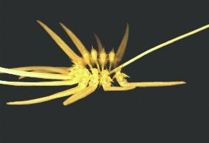 Cirrhopetalum spec.