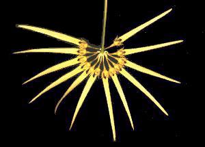 Cirrhopetalum spec.
