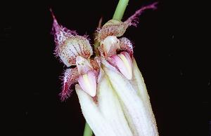 Cirrhopetalum spec. #2