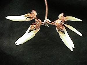 Cirrhopetalum spec.