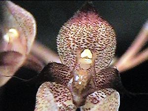 Cirrhopetalum spec.