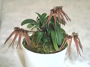 Cirrhopetalum spec.