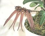 Cirrhopetalum spec.