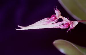 Cirrhopetalum Thouputi