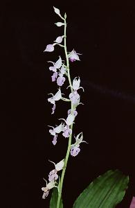 Calanthe reflexa