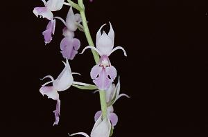 Calanthe reflexa