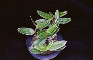 Dendrobium moniliforme()