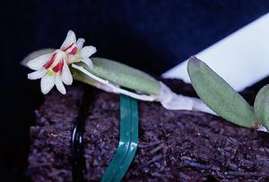 Dendrobium rigidum