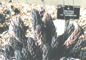 Haworthia at Kew No.7