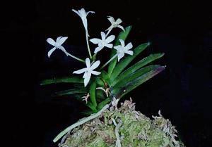 Neofinetia falcata