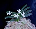 Neofinetia falcata                  