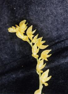 Pleurothallis ghiesbreghtiana