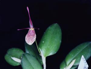 Restrepia spec.