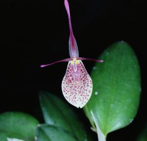 Restrepia spec.