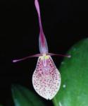 Restrepia spec.       