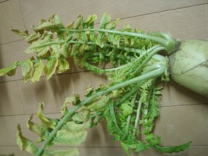 daikon01.jpg