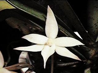 Aergs.biloba